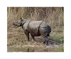 Elderly Malaysian rhino enlisted in breeding attempt