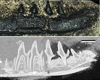 Isle of Skye fossil makes three species one