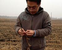 Harvesting clues to GMO dilemmas from China's soybean fields