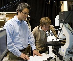 New Solar Cell Self-Repairs Like Natural Plant Systems