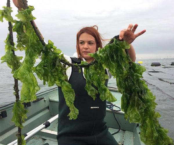 A leader in US seaweed farming preaches, teaches and builds a wider network