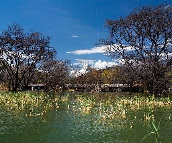 Kenya sanctuaries toil to save birds of prey from extinction