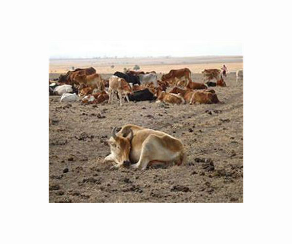 Study: Sicker livestock emit more methane, accelerating climate change