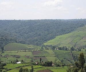 Expanding Croplands Chipping Away At World's Carbon Stocks