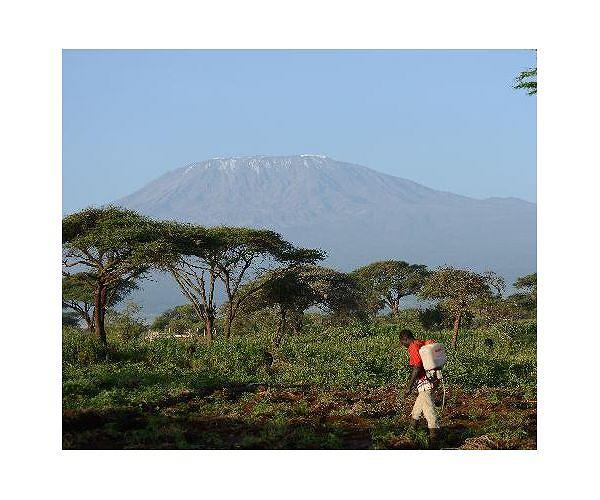 Fire on Mount Kilimanjaro reignites