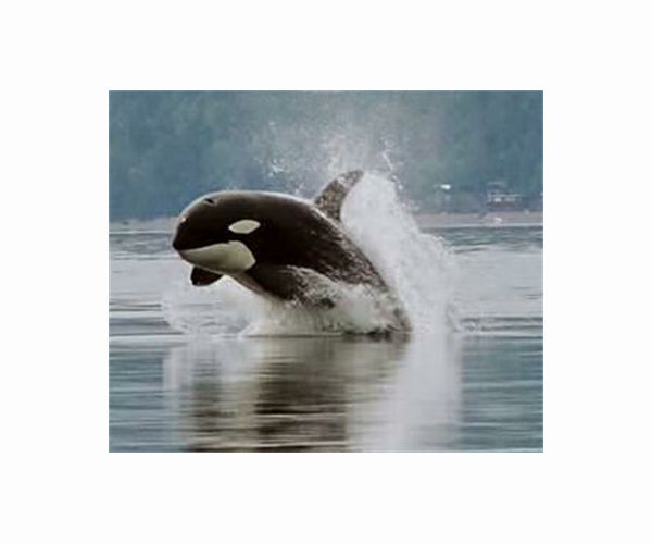 Fears for Orca spotted in France's River Seine