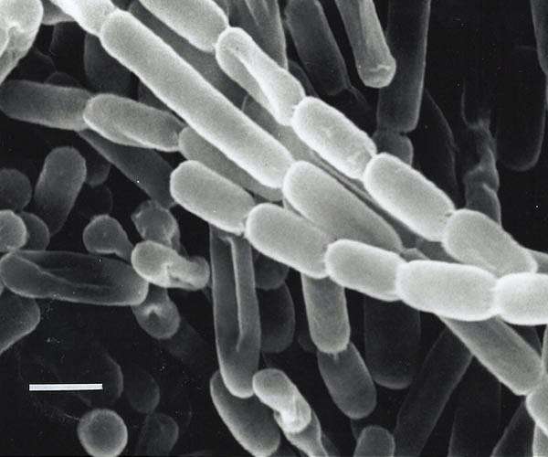 Rare clean room bacterium survives by playing dead UH team finds