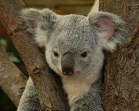 Science hope for threatened koalas