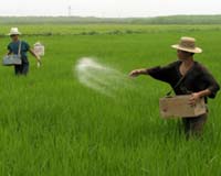 China to import more Japanese rice soon: official