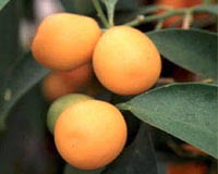 Toxic 'Tet' kumquats highlight Vietnam's pesticide problem