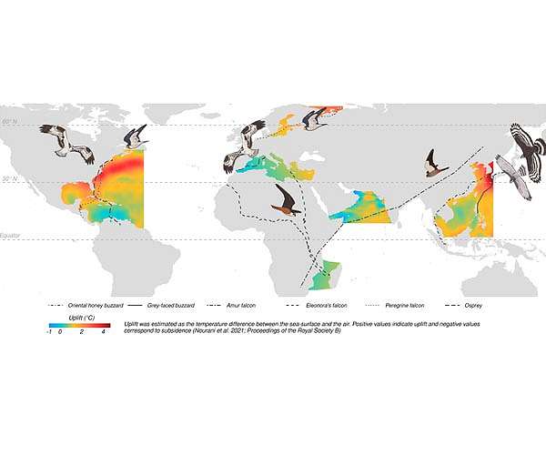 BirdLife Cyprus sees 'worrying' spike in migratory bird killings