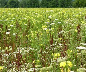 Plant organ development breakthrough