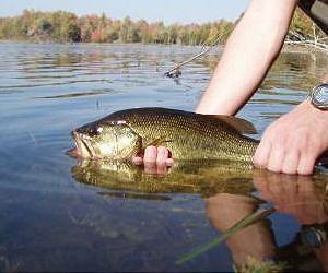 Small fish recover faster than large fish