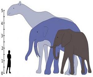 Size Of Mammals Exploded After Dinosaur Extinction