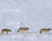 Legal culling of wolves increases poaching: study