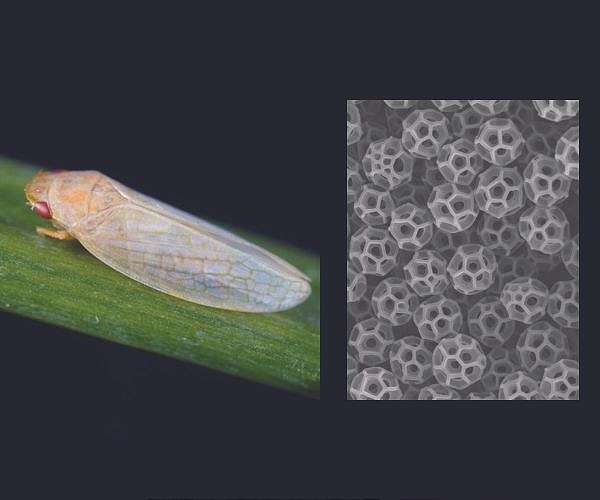 Uncovering nature's blueprint for invisibility and enhanced solar harvesting