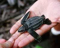 ESA Criticizes Bush Administration's Overhaul Of The Endangered Species Act