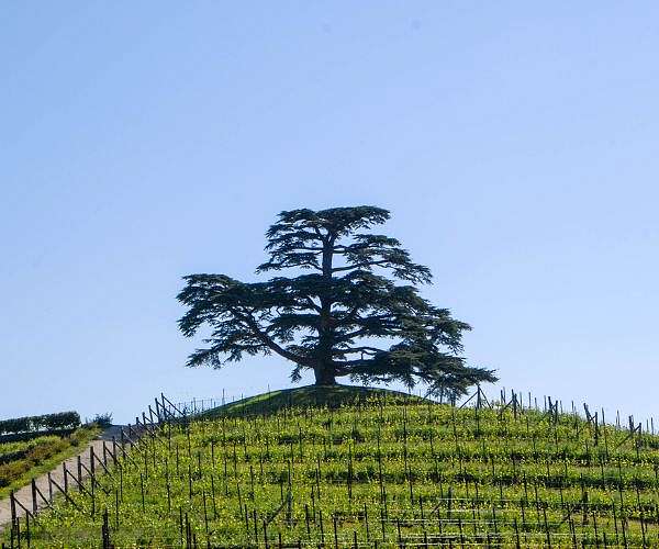 Lebanon's wine region wrestles with war