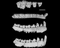 Ancient species form 'snapshot' of primates stressed by climate change