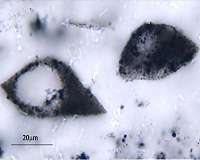 Ancient plankton-like microfossils span 2 continents