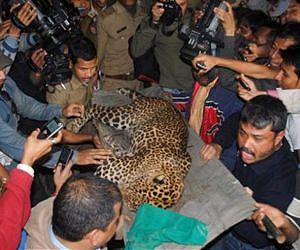 Indian man recalls leopard attack caught on camera