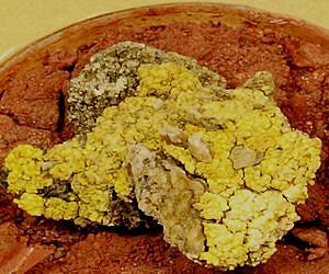Lichen on Mars