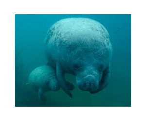 High manatee, dolphin deaths puzzle US officials