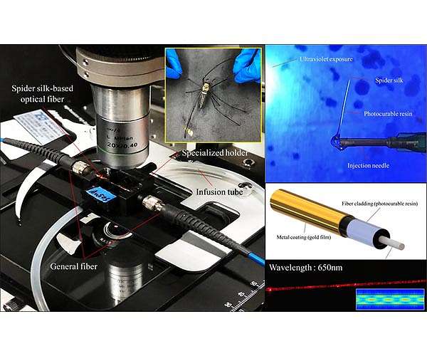 Researchers create biosensor by turning spider silk into optical fiber