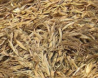 Advanced Cellulose Ethanol Development