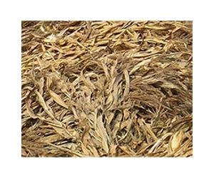 Wood biofuel could be a competitive industry by 2020