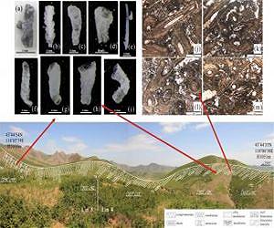 An important discovery of marine fossils in the upper part of the Permian Linxi Formation, China