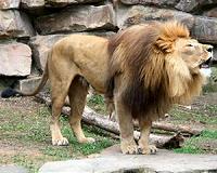 Rallies in S.Africa to save the king of beasts