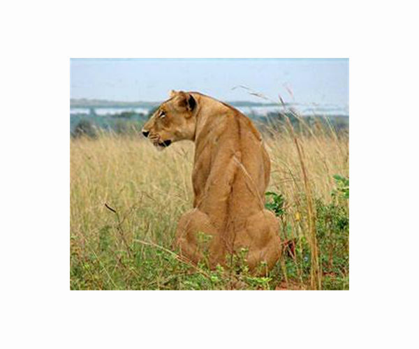 New technique helps scientists forecast movement of apex predators