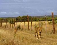 Lions made famous on television poisoned in Kenya