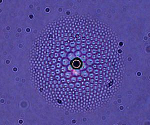 Penn Researchers Grow Liquid Crystal 'Flowers' That Can Be Used as Lenses