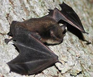 Wind turbines blamed in death of estimated 600,000 bats in 2012