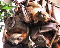 Planned flying fox cull will harm endangered species, scientists warn