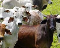 Iraqi farmers fight to save cattle from drought