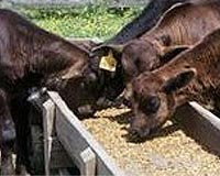 Farm Sanctuary Releases Report On Humane Meat Labels