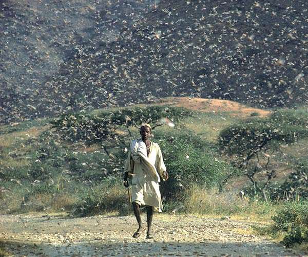 Kenya's locust hunters on tireless quest to halt ancient pest