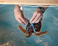 Small-scale fishing threatens sea turtles