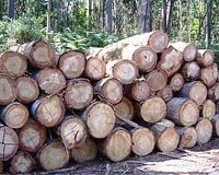Energy Consumption Makes Spanish Forestry Unsustainable