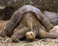 Galapagos giant tortoise gene study hints at longevity secrets
