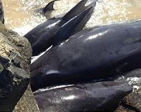 Dozens of pilot whales stranded in Indonesia, eight dead