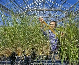 USDA Research Grants Will Help Develop Next Gen Crops for Advanced Biofuels