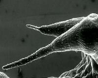Mist-collecting plants may help alleviate global water shortages