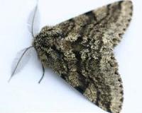 Moth study suggests hidden climate change impacts