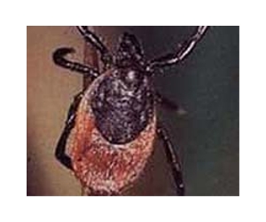 China authorities baffled by tick-borne disease