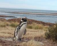 Two accused in S.African court for 'freeing' penguin