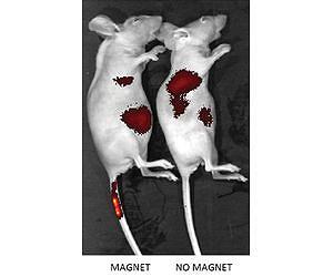 Steering stem cells with magnets